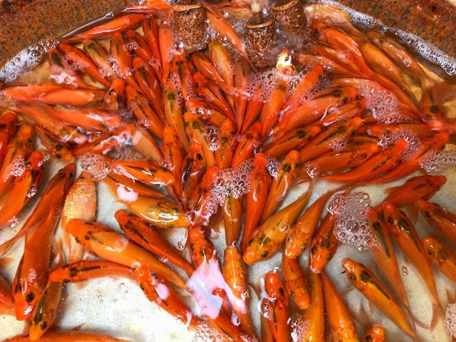 Các tiểu thương dù nhập khá ít cá chép so với năm ngoái do lo ngại dịch Covid-19.