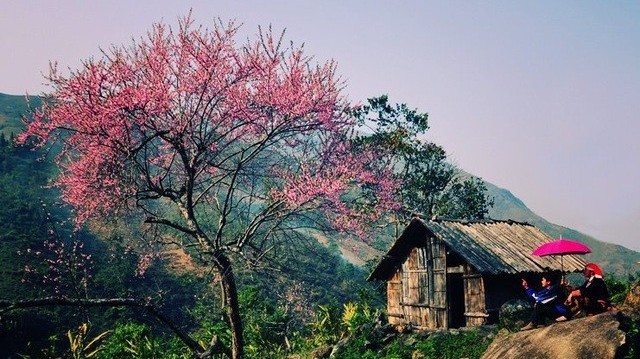 Du lịch Sa Pa, ngắm hoa đào núi khoe sắc hồng nở rộ