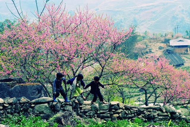 Du lịch Sa Pa, ngắm hoa đào núi khoe sắc hồng nở rộ