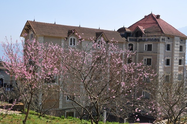 Du lịch Sa Pa, ngắm hoa đào núi khoe sắc hồng nở rộ