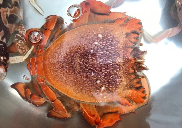 Cua huỳnh đế được mệnh danh là 'vua' của các loài cua