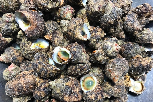 Ốc cừ có còn có tên gọi là ốc mặt trăng, ốc xà cừ. (Nguồn: Dân trí)