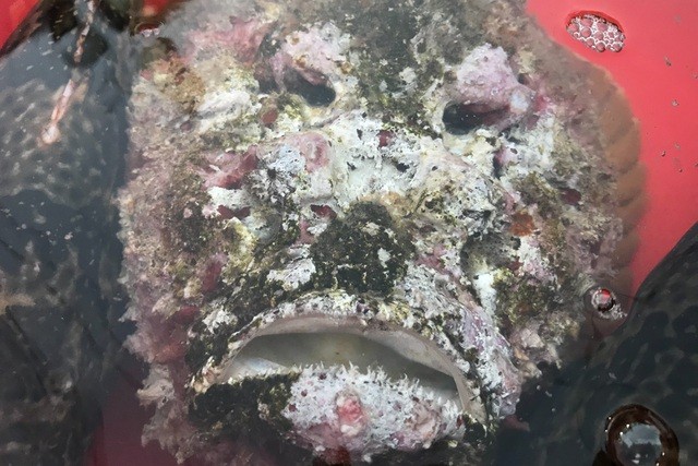 Cá mặt quỷ với vẻ bề ngoài nhìn rất đáng sợ nhưng hương vị lại thơm ngon khó cưỡng. (Nguồn: Dân trí)