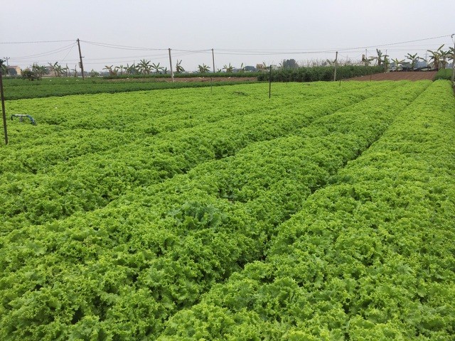 Rau xanh tại xã Cẩm Văn (Cẩm Giàng, Hải Dương) đã đến vụ thu hoạch nhưng không bán được. Rau xanh tại xã Cẩm Văn (Cẩm Giàng, Hải Dương) đã đến vụ thu hoạch nhưng không bán được.