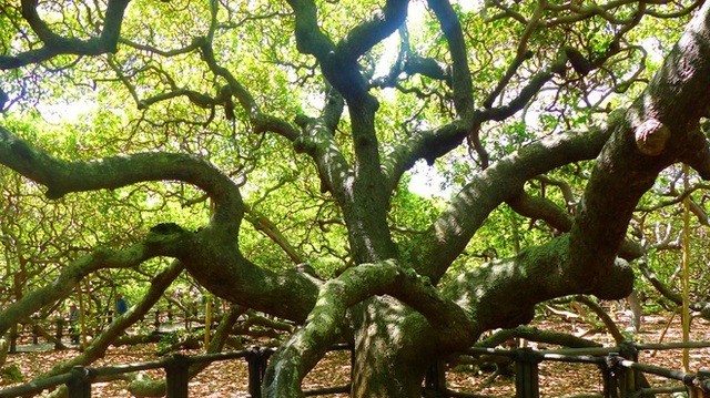 Kỷ lục Guinness: Kỳ lạ cây đào lộn hột lớn nhất thế giới, to gấp đôi sân bóng đá