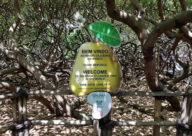 Kỷ lục Guinness: Kỳ lạ cây đào lộn hột lớn nhất thế giới, to gấp đôi sân bóng đá