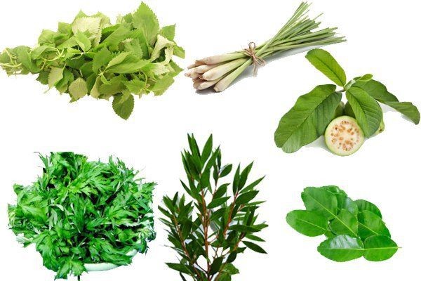 Các loại thảo dược thường dùng để xông hơi. Các loại thảo dược thường dùng để xông hơi.