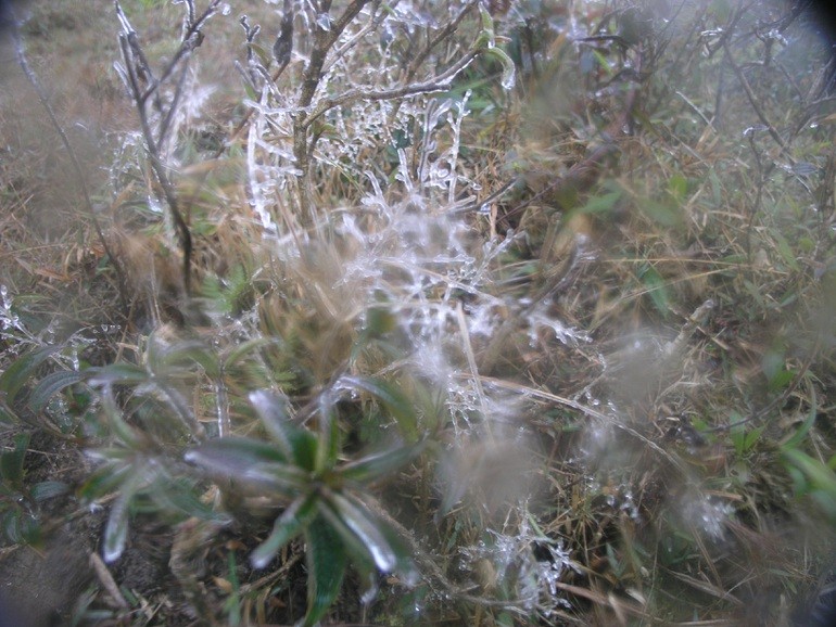 Băng giá trên đèo Ô Quý Hồ (Sa Pa). Băng giá trên đèo Ô Quý Hồ (Sa Pa).