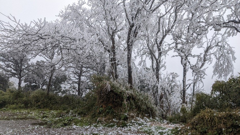 Cây cối được băng giá phủ trắng xóa. Cây cối được băng giá phủ trắng xóa.