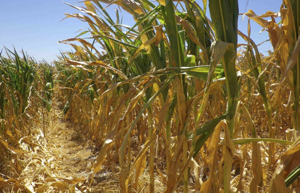 Argentina dự kiến thu về 24 tỷ USD từ xuất khẩu nông sản