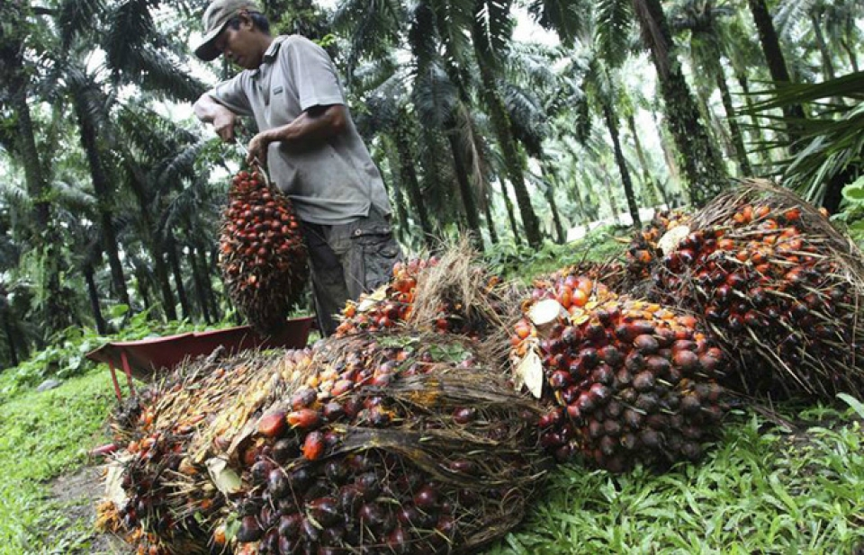 Malaysia đe dọa trả đũa nếu EU tiếp tục chống lại xăng sinh học từ dầu cọ