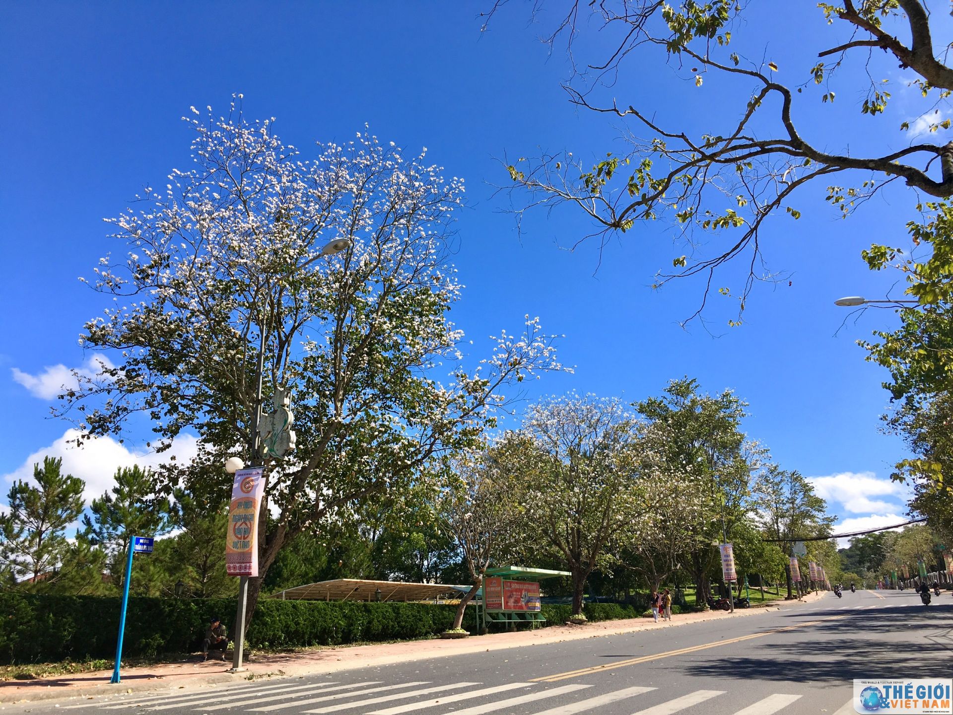 Ngắm hoa ban trắng- sứ giả của núi rừng Tây Bắc giữa thành phố cao nguyên hoa ban trang sac tay bac giua thanh pho cao nguyen