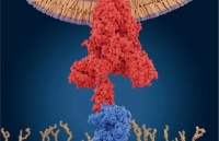 my pho tong thong mpence va phu nhan se duoc xet nghiem covid 19