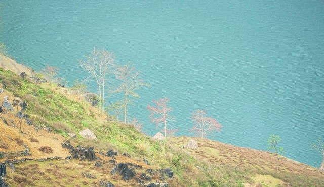 Du lịch Hà Giang: Vẻ thơ mộng của sông Nho Quế mùa hoa gạo