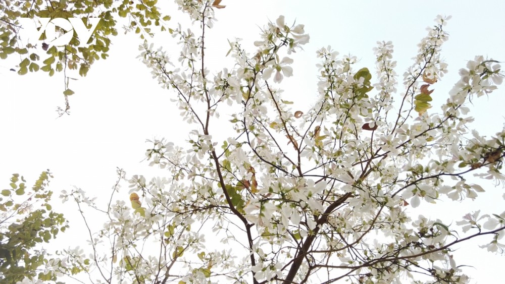 Lên Sơn La thưởng thức món ăn hấp dẫn từ hoa ban