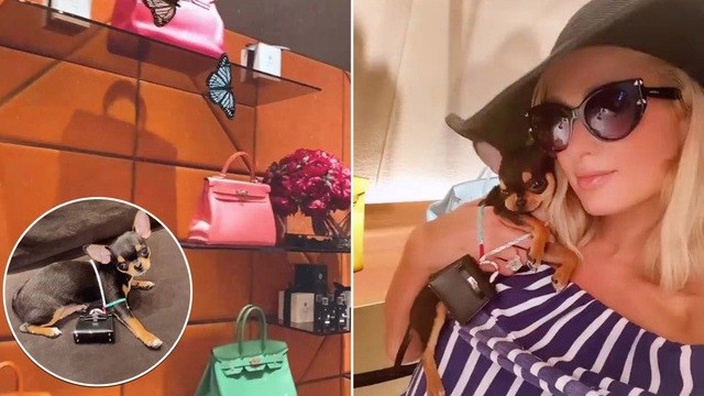 'Sướng' như cún cưng của Paris Hilton