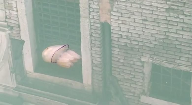 ky niem 50 nam ngay trai dat ton vinh me thien nhien noi chung ta dang sinh song