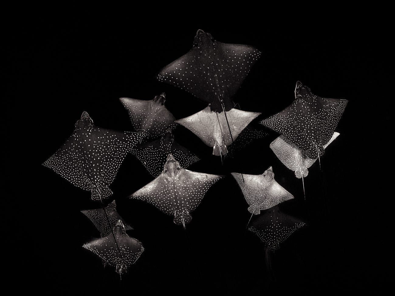 nhung buc anh ve dai duong ky dieu loi nhac nho phai bao ve moi truong bien