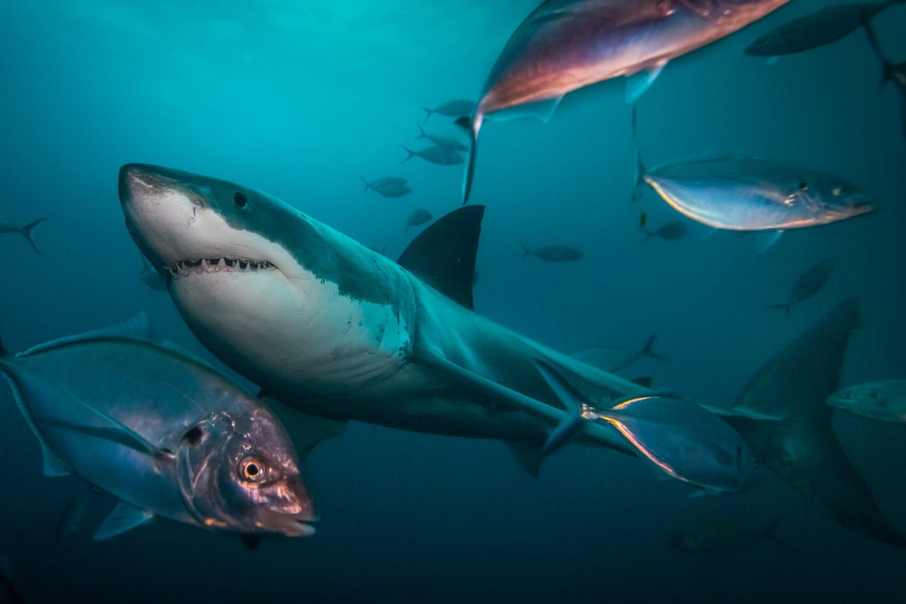 nhung buc anh ve dai duong ky dieu loi nhac nho phai bao ve moi truong bien