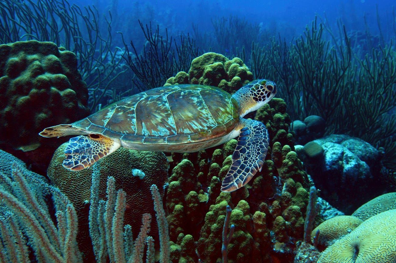 nhung buc anh ve dai duong ky dieu loi nhac nho phai bao ve moi truong bien