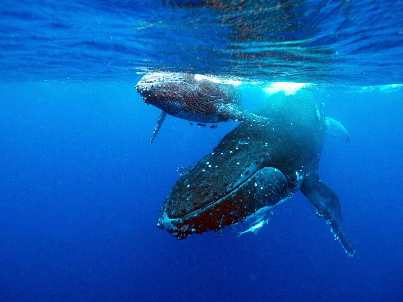 nhung buc anh ve dai duong ky dieu loi nhac nho phai bao ve moi truong bien