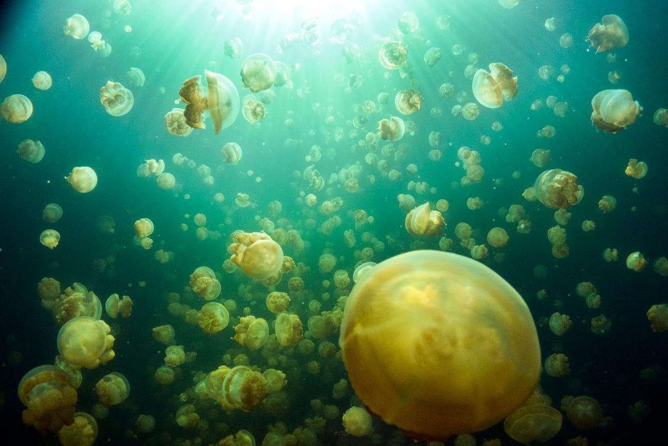 nhung buc anh ve dai duong ky dieu loi nhac nho phai bao ve moi truong bien