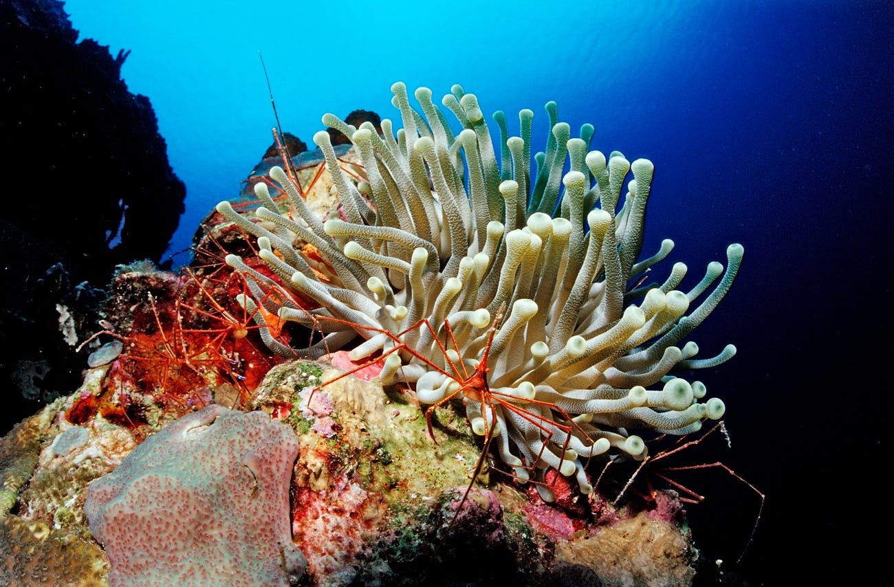 nhung buc anh ve dai duong ky dieu loi nhac nho phai bao ve moi truong bien