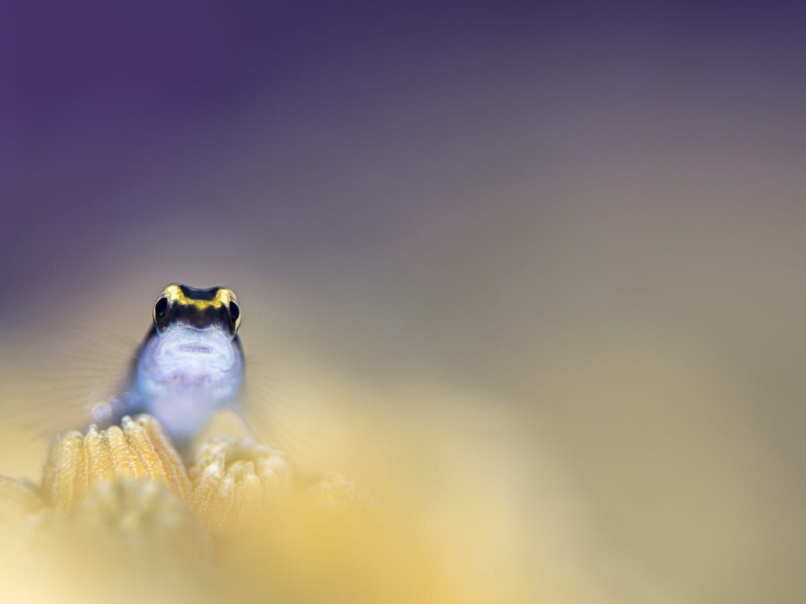 nhung buc anh ve dai duong ky dieu loi nhac nho phai bao ve moi truong bien