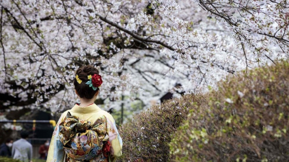 Đắm chìm trong mùa hoa anh đào nở rộ tại Nhật Bản