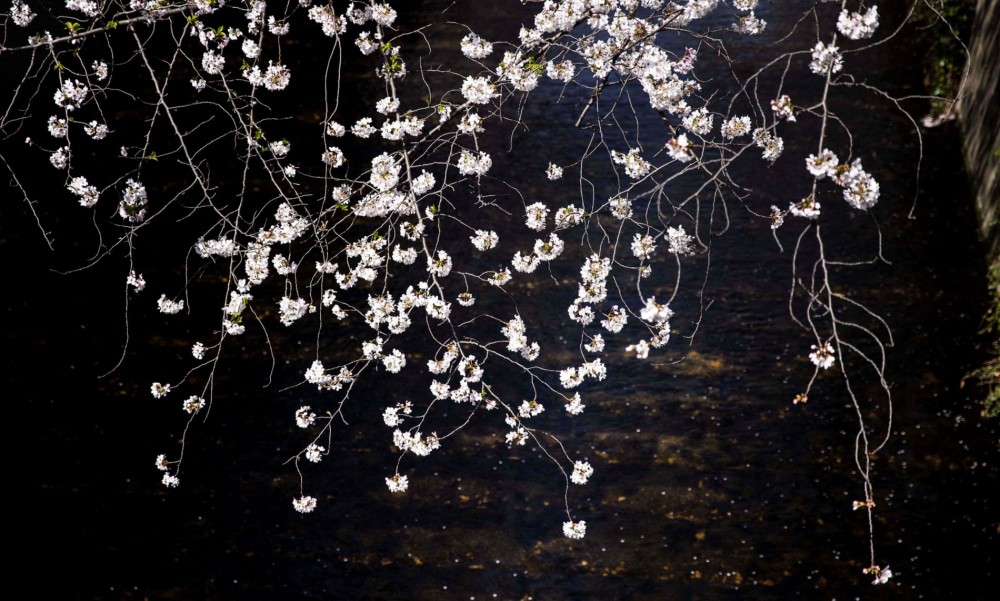 Đắm chìm trong mùa hoa anh đào nở rộ tại Nhật Bản