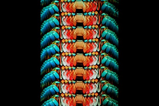 Giải thưởng nhiếp ảnh Olympus 2021: Khi khoa học trở thành nghệ thuật