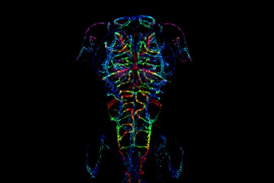 Giải thưởng nhiếp ảnh Olympus 2021: Khi khoa học trở thành nghệ thuật