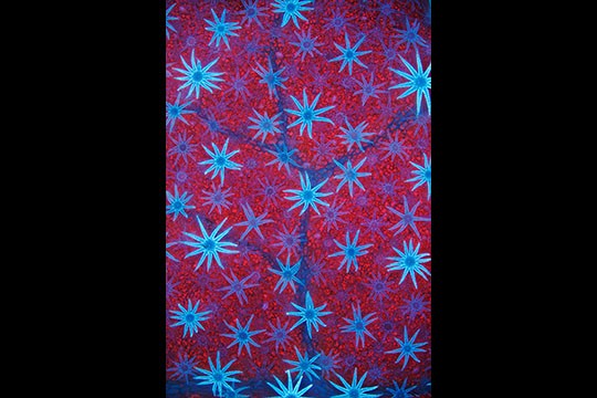 Giải thưởng nhiếp ảnh Olympus 2021: Khi khoa học trở thành nghệ thuật