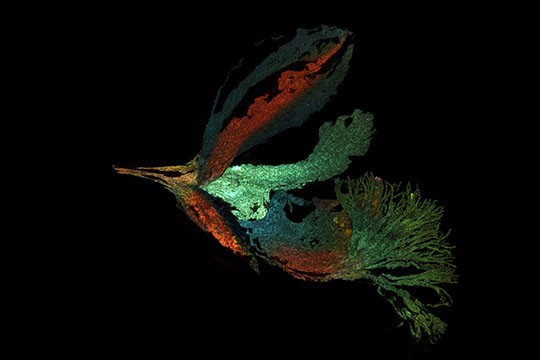 Giải thưởng nhiếp ảnh Olympus 2021: Khi khoa học trở thành nghệ thuật