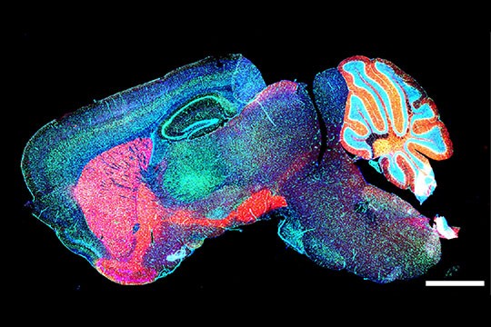 Giải thưởng nhiếp ảnh Olympus 2021: Khi khoa học trở thành nghệ thuật