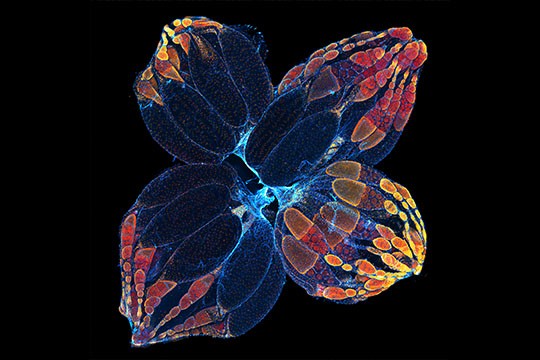 Giải thưởng nhiếp ảnh Olympus 2021: Khi khoa học trở thành nghệ thuật