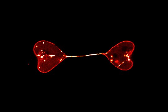 Giải thưởng nhiếp ảnh Olympus 2021: Khi khoa học trở thành nghệ thuật