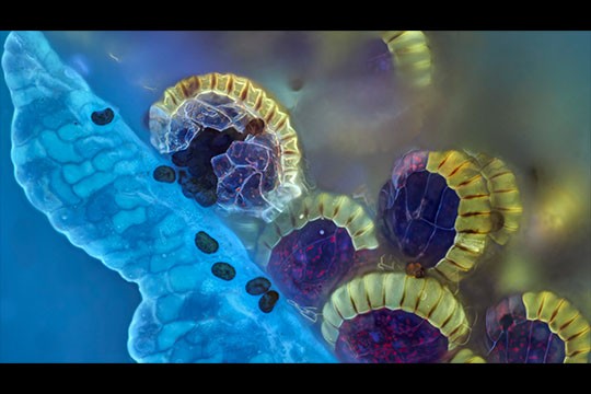 Giải thưởng nhiếp ảnh Olympus 2021: Khi khoa học trở thành nghệ thuật