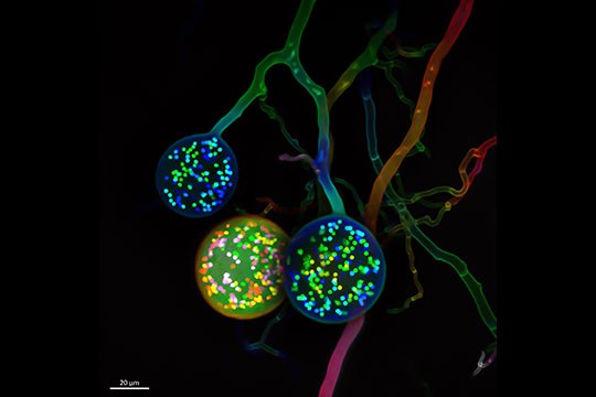 Giải thưởng nhiếp ảnh Olympus 2021: Khi khoa học trở thành nghệ thuật