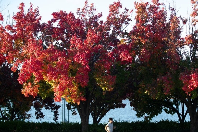 Hình ảnh thủ đô Canberra được 'nhuộm màu' trong sắc Thu trữ tình