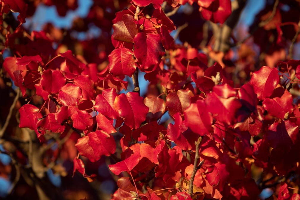 Hình ảnh thủ đô Canberra được 'nhuộm màu' trong sắc Thu trữ tình Hình ảnh thủ đô Canberra được 'nhuộm màu' trong sắc Thu trữ tình