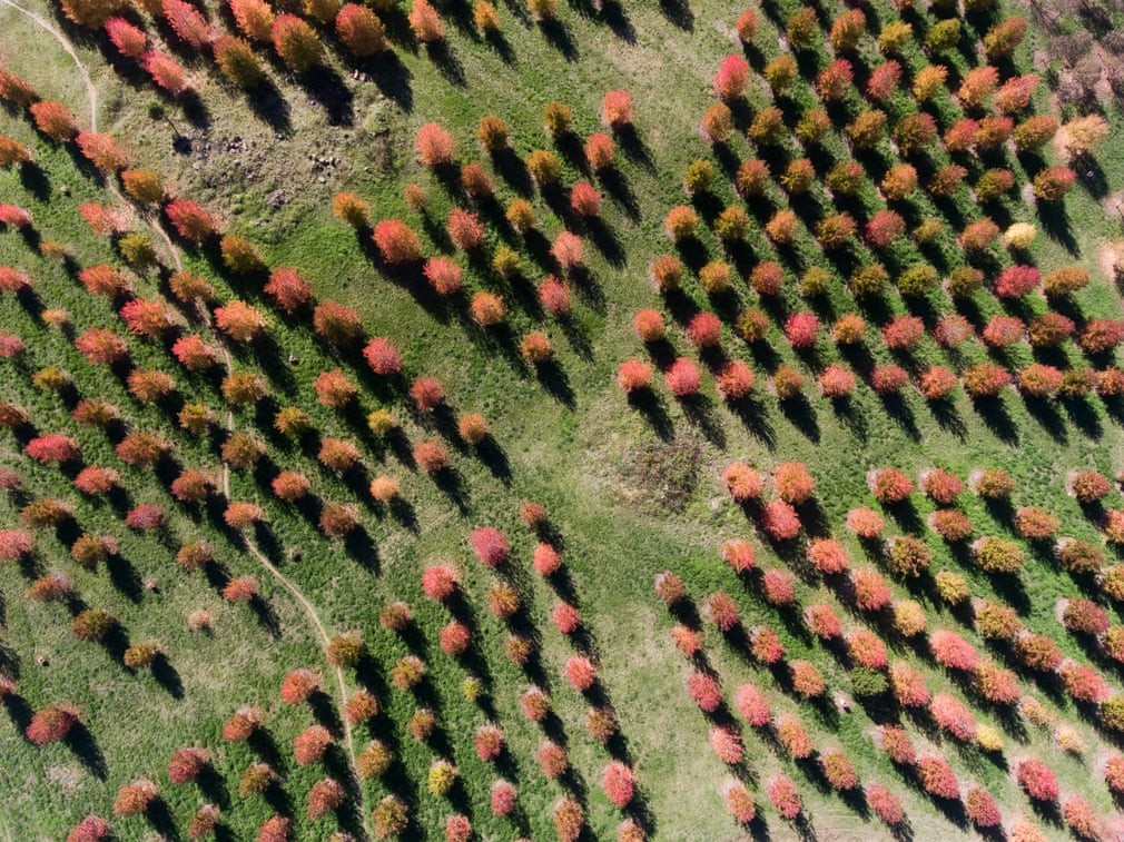Hình ảnh thủ đô Canberra được 'nhuộm màu' trong sắc Thu trữ tình Hình ảnh thủ đô Canberra được 'nhuộm màu' trong sắc Thu trữ tình