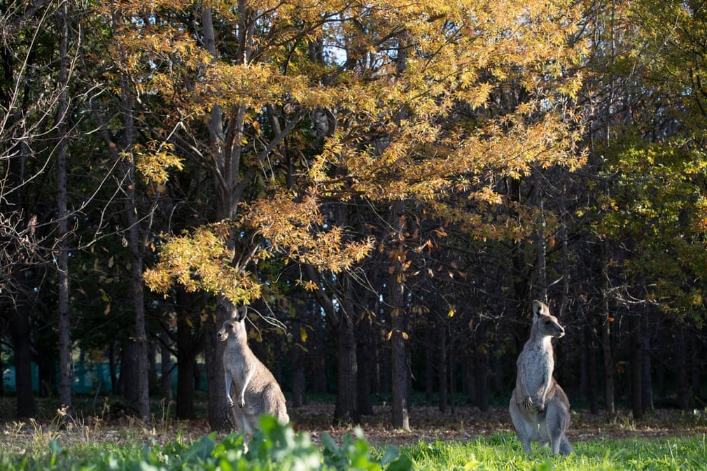 Hình ảnh thủ đô Canberra được 'nhuộm màu' trong sắc Thu trữ tình Hình ảnh thủ đô Canberra được 'nhuộm màu' trong sắc Thu trữ tình