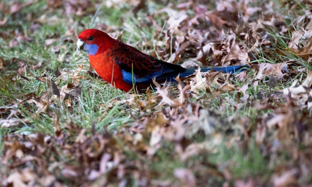 Hình ảnh thủ đô Canberra được 'nhuộm màu' trong sắc Thu trữ tình Hình ảnh thủ đô Canberra được 'nhuộm màu' trong sắc Thu trữ tình