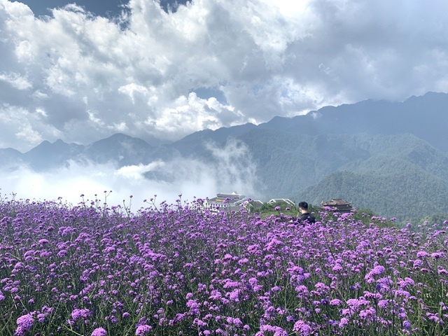 Đồi hoa tím 'hot' nhất Sa Pa, 'đốn tim' du khách tới check-in