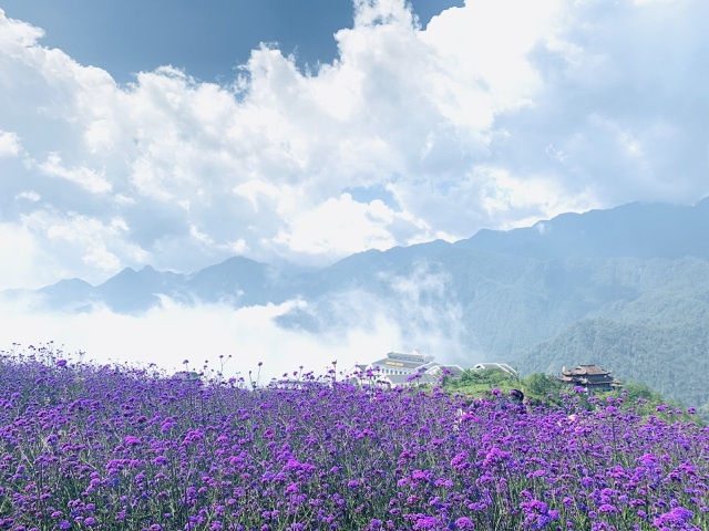 Đồi hoa tím 'hot' nhất Sa Pa, 'đốn tim' du khách tới check-in