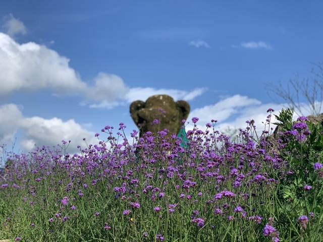 Đồi hoa tím 'hot' nhất Sa Pa, 'đốn tim' du khách tới check-in