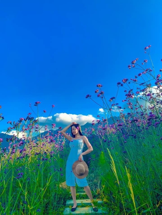 Đồi hoa tím 'hot' nhất Sa Pa, 'đốn tim' du khách tới check-in