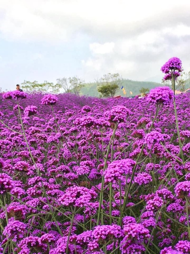 Đồi hoa tím 'hot' nhất Sa Pa, 'đốn tim' du khách tới check-in