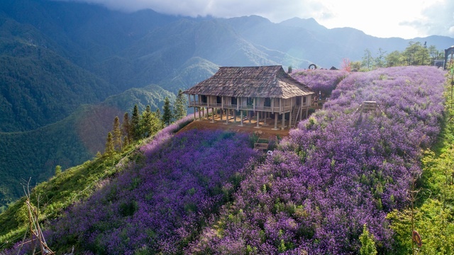 Đồi hoa tím 'hot' nhất Sa Pa, 'đốn tim' du khách tới check-in